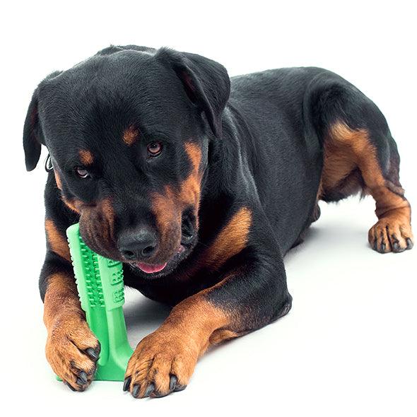 Pet Dental Care Buddy